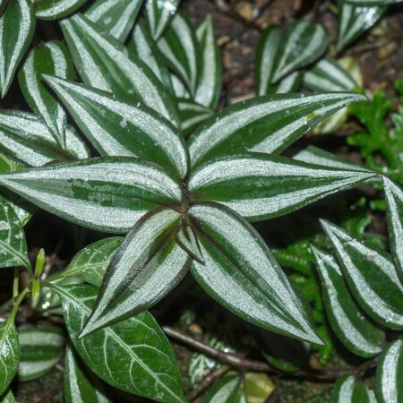 Wandering Jew for sale at Slidell Nursery, Slidell, LA
