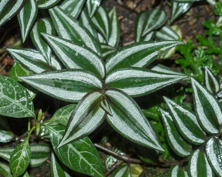Wandering Jew for sale at Slidell Nursery, Slidell, LA