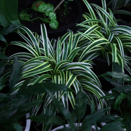 Spider plant