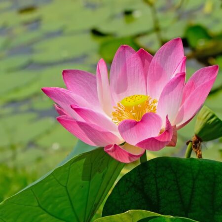 Water lotus