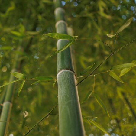 Alphonse Carr bamboo