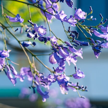 Thunbergii blue sky vine