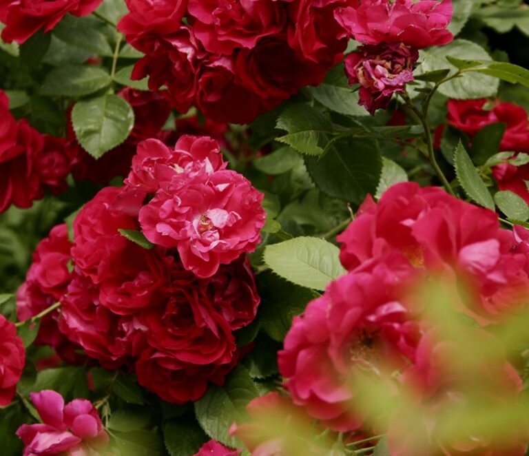 Bush bright pink garden roses. Pink flowers on a background of green leaves