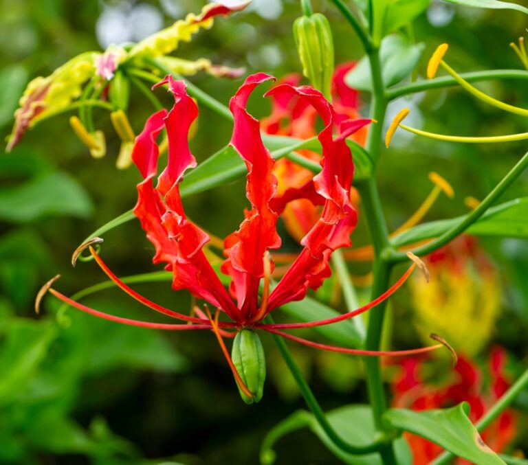 close-up-flame-lily-flower-gloriosa-superba-with-2026-01-11-10-40-45-utc