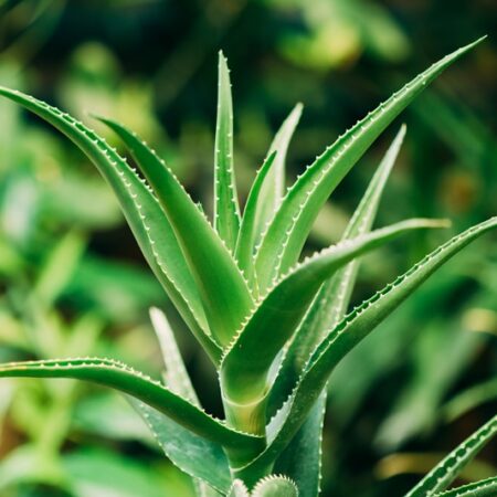Aloe