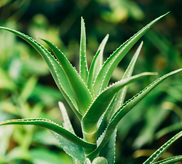 Close View Of Aloe Arborescens In Botanical Garden