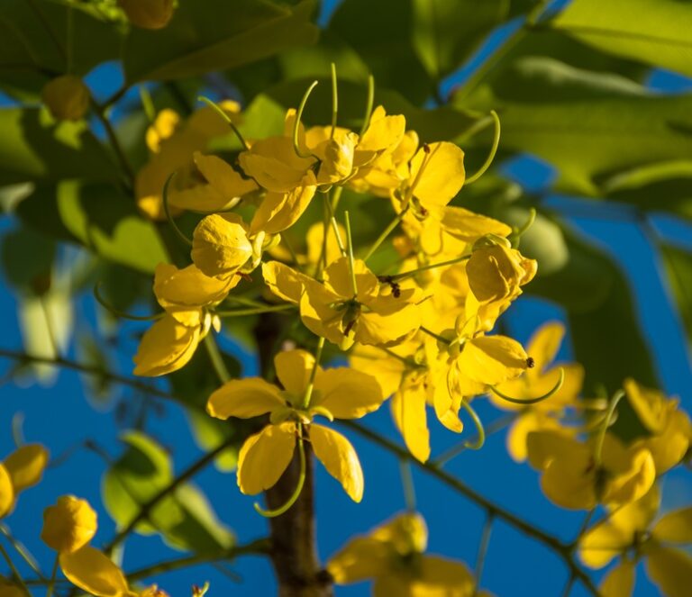 closer-view-of-a-imperial-acacia-a-tree-mostly-us-2026-01-11-10-26-31-utc