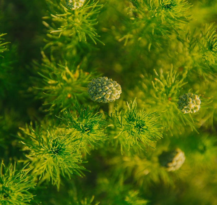 Closeup of Adonis vernalis in beautiful light in springtime