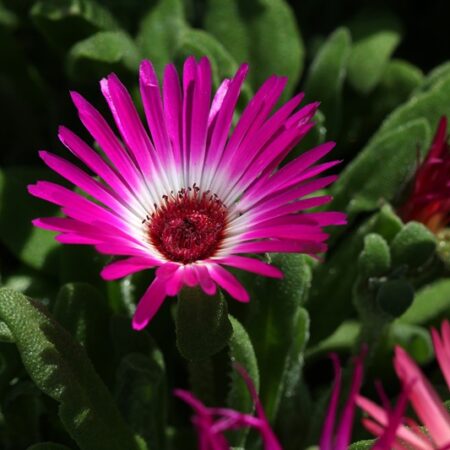 Ice Plant