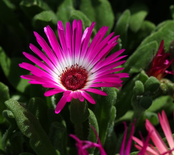 Closeup shot of a beautiful ice plant