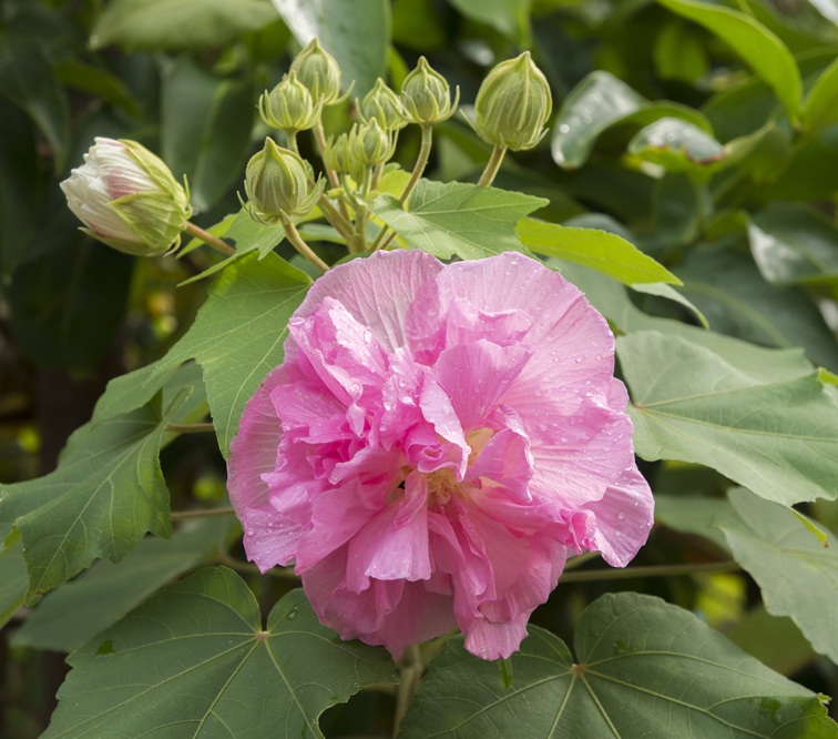 confederate-rose-flower-hibiscus-mutabilis-2026-01-11-10-39-54-utc