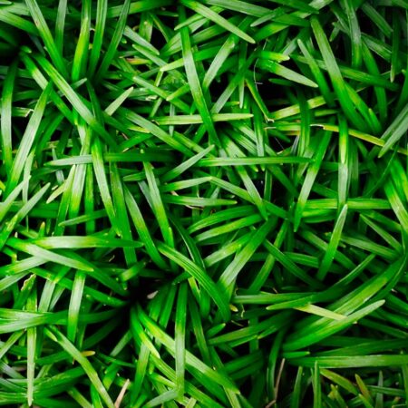 Mondo grass