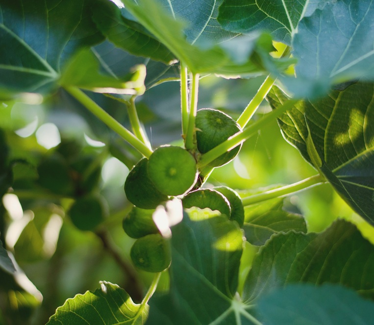 fig-tree-2026-01-06-09-07-24-utc