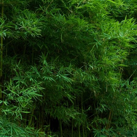 Dwarf fern bamboo