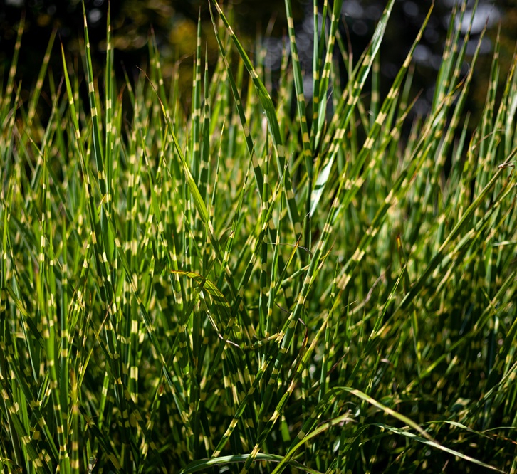 Green grass sedge background. A bright sunny day in the garden