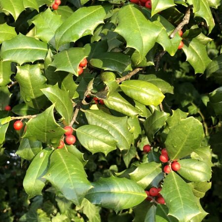 Dwarf burford Holly