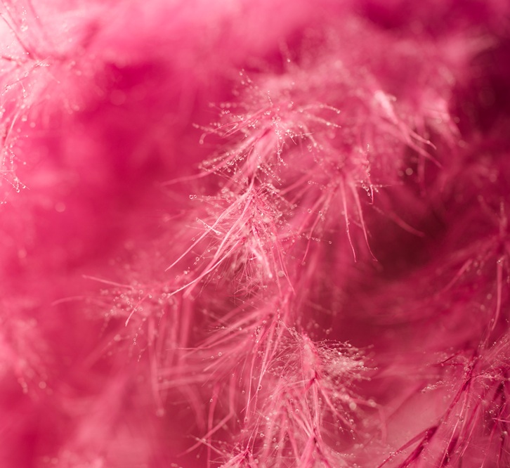 Living coral feather abstract background. Studio macro shoot