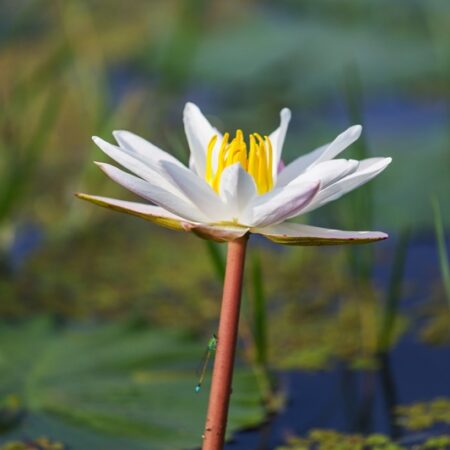 Water lily