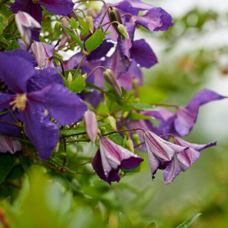 Thunbergia erecta purple