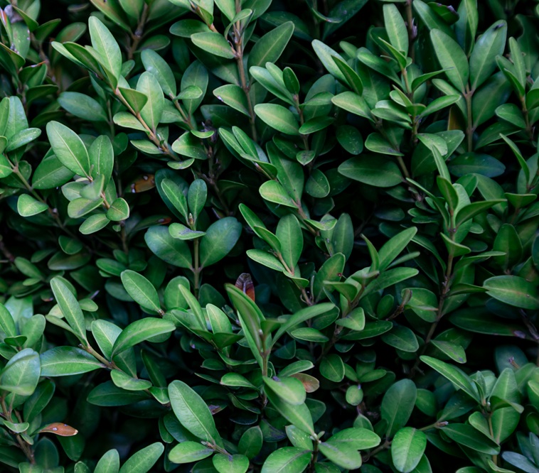 Natural background, texture of green plants close-up