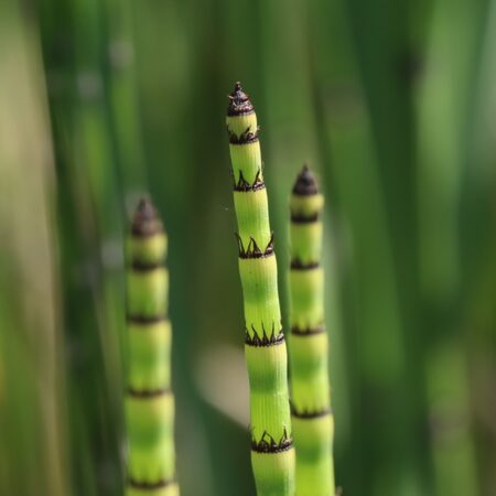 Horsetail rush