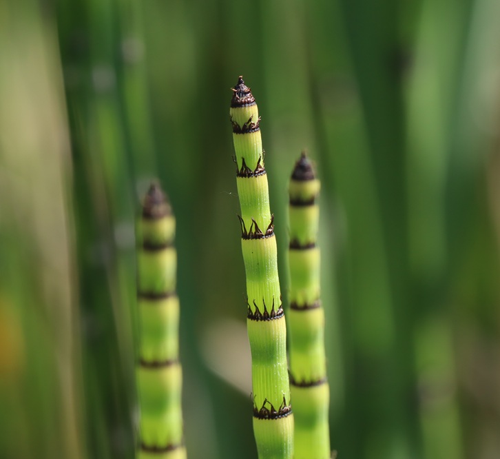reeds-new-growth-2026-01-06-09-13-14-utc