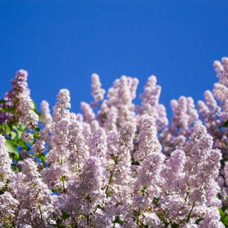 Vitex tree