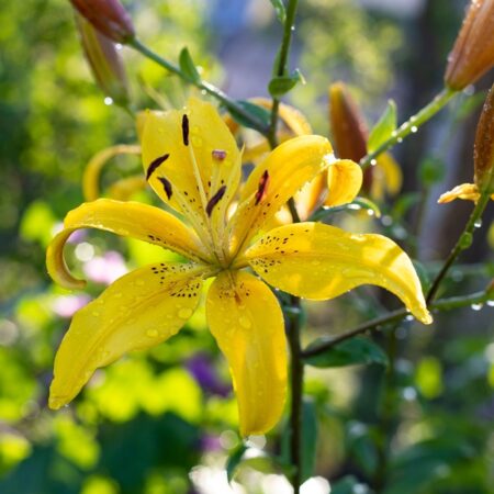 Yellow hurricane lily