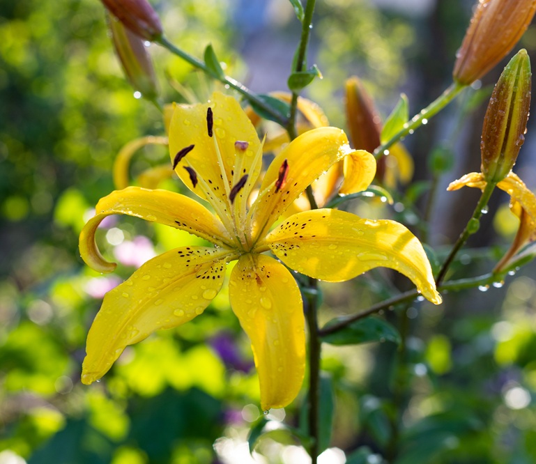 Yellow lily flower with water drops in sunny day garden on natural green background